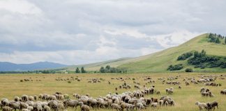 Сонда Президент айтпаса жайылымдық жер мәселесі шешімін таппай ма?