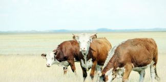 Ақбасты алыстағы Аргентина да армандайды
